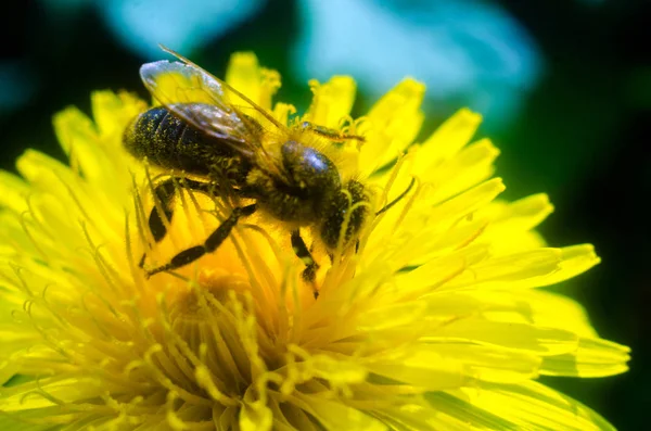 蒲公英 蜜蜂上的黄色蒲公英 蜜蜂关闭 — 图库照片