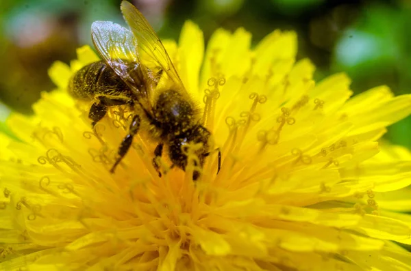 dandelion, bee, bee on a yellow dandelion, bee close up