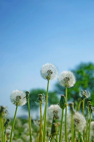 Dandelion Dandelion Nasion Pole Mniszek Mniszek Lekarski Biały — Zdjęcie stockowe