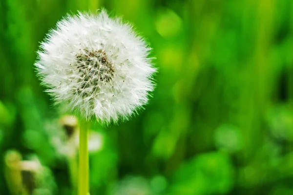 Dandelion Dandelion Nasion Pole Mniszek Mniszek Lekarski Biały — Zdjęcie stockowe