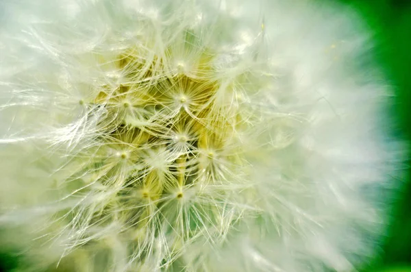 dandelion, dandelion with seeds, white dandelion, dandelion close up