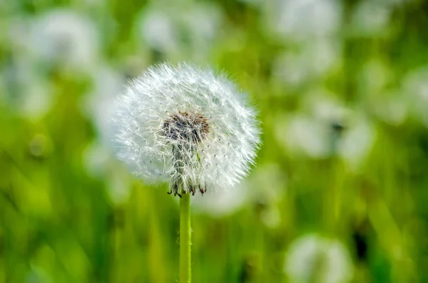 Löwenzahn Löwenzahn Mit Samen Feld Mit Löwenzahn Weißer Löwenzahn — Stockfoto