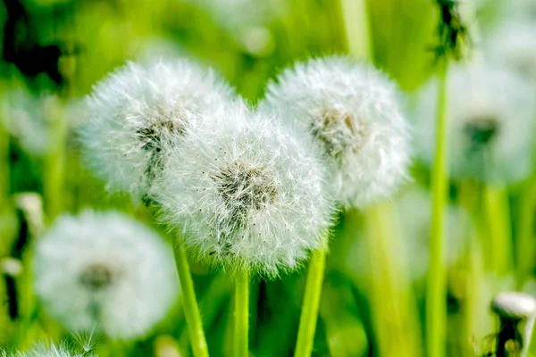 Dandelion Dandelion Nasion Pole Mniszek Mniszek Lekarski Biały — Zdjęcie stockowe