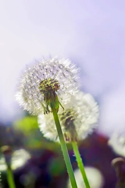 dandelion, dandelion with seeds, field with dandelions, white dandelion