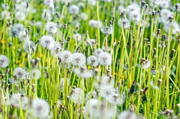 Dandelion Dandelion Nasion Pole Mniszek Mniszek Lekarski Biały — Zdjęcie stockowe