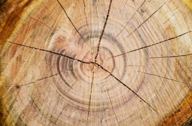 ağaç güdük doku arka plan