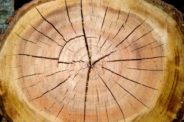 close-up tree cut, annual rings, wooden texture