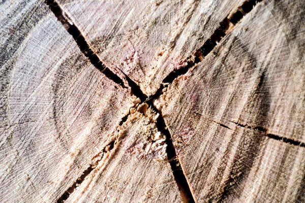 Seção Transversal Uma Árvore Com Fendas Perto Textura Madeira — Fotografia de Stock