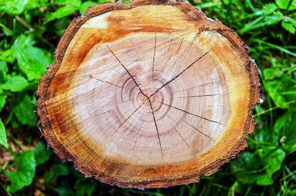 Stomp Jaarlijkse Ringen Onderste Deel Van Boom Gezaagd — Stockfoto