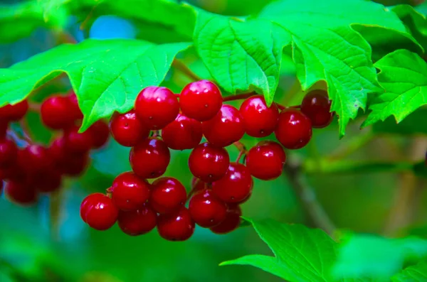 Frutos Viburnum Viburnum Jardim Papel Parede Com Viburnum — Fotografia de Stock