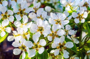 çiçekli ağaçlar ilkbaharda, armut ağacı çiçeği yakın çekim