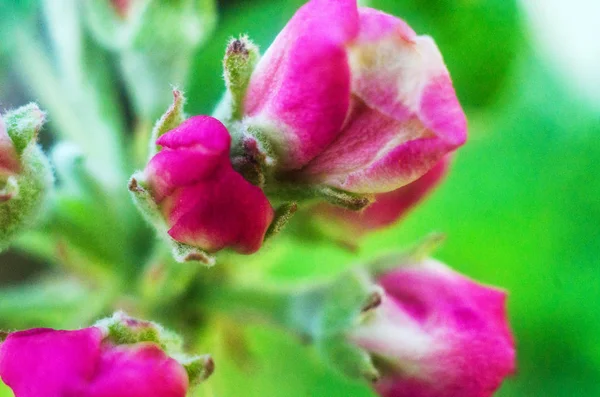 นแอปเป ลดอกไม ในฤด ใบไม ใกล ามา ดอกไม ใกล ามา — ภาพถ่ายสต็อก