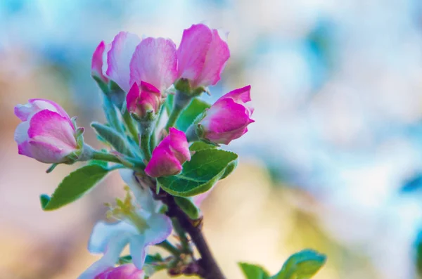 Manzano Floreciendo Primavera Cerca Floreciendo Cerca —  Fotos de Stock