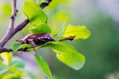 Mayıs egzersizi, Mayıs böceği