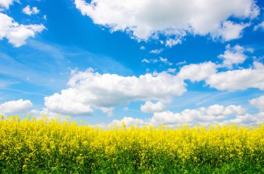 Sarı kolza tohumu alan ve koyu mavi gökyüzü bulutlar, kolza tohumu alan, tecavüz çiçeği ile 