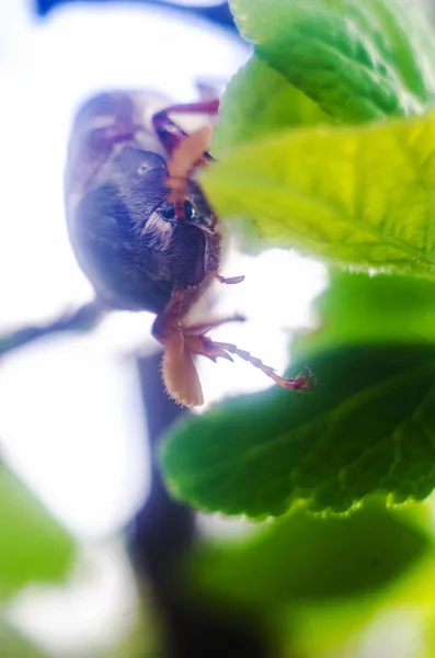 Może Brzuszków Maja Beetle — Zdjęcie stockowe