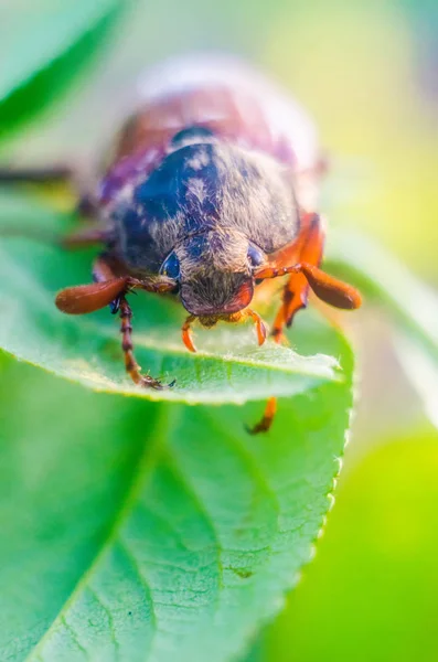 may crunches, may beetle