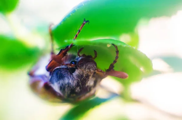 Może Brzuszków Maja Beetle — Zdjęcie stockowe