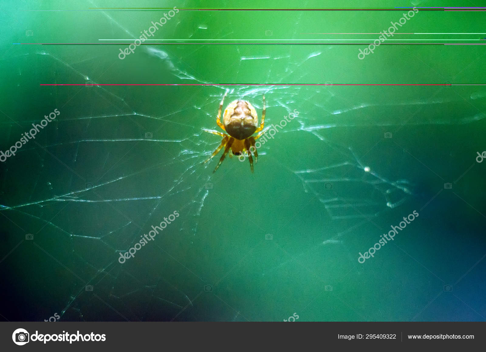 蜘蛛在网络上蜘蛛特写壁纸与蜘蛛 图库照片 C R79oleg
