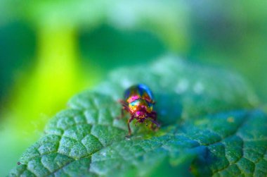 doğada firefly böceği, böcekler ile duvar kağıdı, firefly 