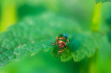 doğada firefly böceği, böcekler ile duvar kağıdı, firefly 