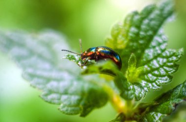 doğada firefly böceği, böcekler ile duvar kağıdı, firefly 