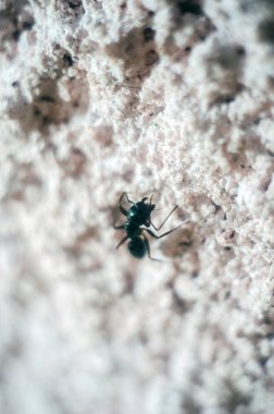 siyah karınca yakın çekim, karınca, böcek