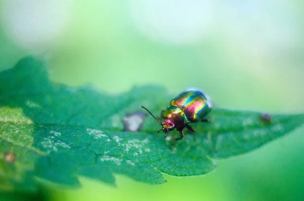 Luciole Dans Nature Papier Peint Avec Des Insectes Luciole — Photo