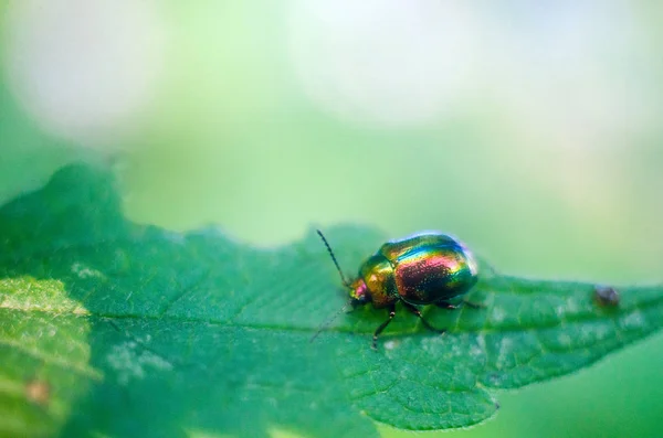 Firefly Beetle Przyrodzie Tapety Owadów Firefly — Zdjęcie stockowe