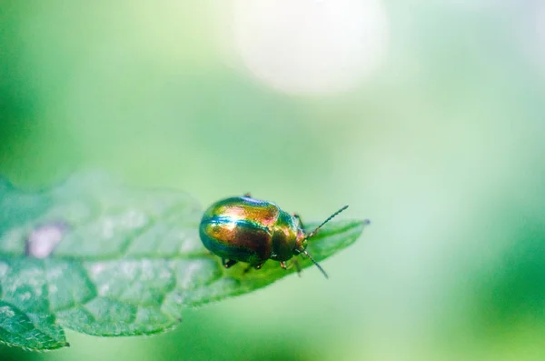 Firefly Beetle Przyrodzie Tapety Owadów Firefly — Zdjęcie stockowe