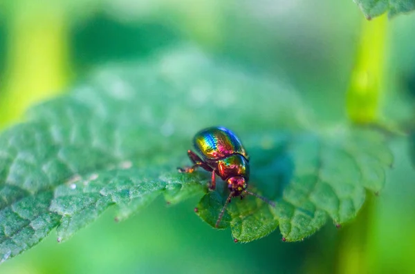 Firefly Beetle Przyrodzie Tapety Owadów Firefly — Zdjęcie stockowe