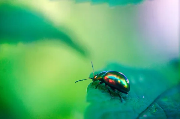 Firefly Beetle Przyrodzie Tapety Owadów Firefly — Zdjęcie stockowe