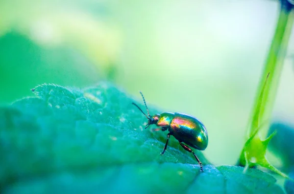 Escarabajo Luciérnaga Naturaleza Fondo Pantalla Con Insectos Luciérnaga — Foto de Stock