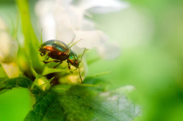 Abstrakcyjna Tapeta Insektami Bug Firefly Mrówka Owady Przyrodzie — Zdjęcie stockowe