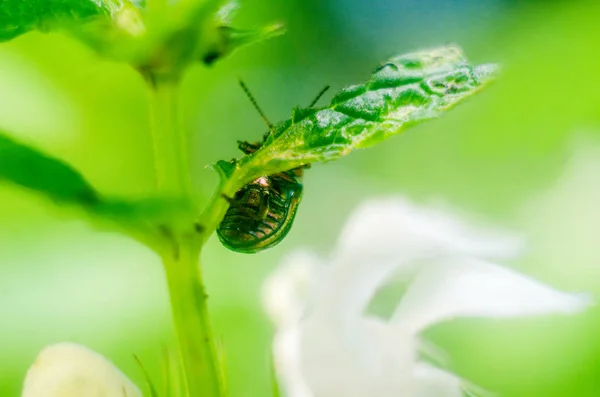 Firefly Kever Natuur Behang Met Insecten Firefly — Stockfoto