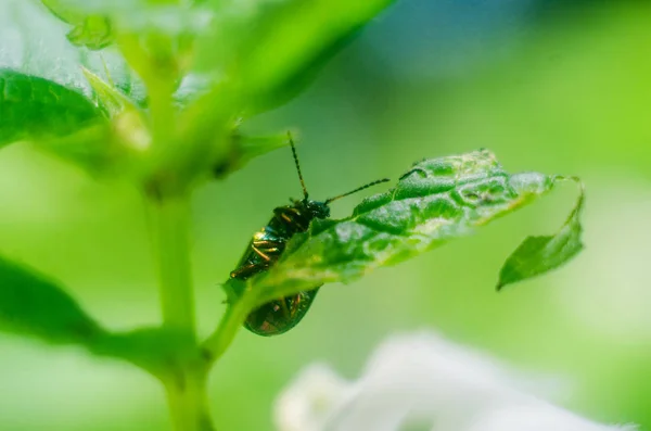 Luciole Dans Nature Papier Peint Avec Des Insectes Luciole — Photo