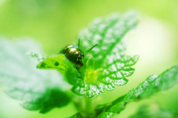 자연에서 반딧불 딱정벌레 반딧불 — 스톡 사진