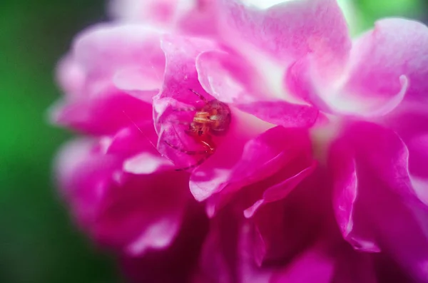 Ragno Natura Ragno Fiore Rosa Insetto — Foto Stock