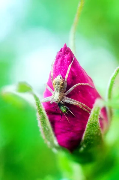 Spider Eats Insect Spider Insect — Stock Photo, Image