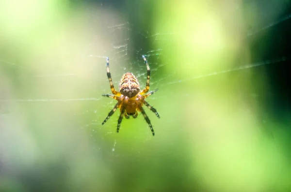 Araignée Sur Toile Araignée Gros Plan Papier Peint Avec Une — Photo