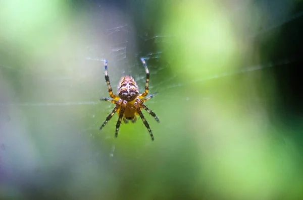 Aranha Web Aranha Close Papel Parede Com Uma Aranha — Fotografia de Stock