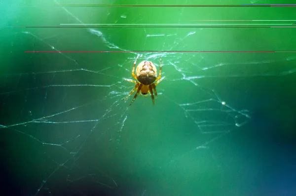 Web Üzerinde Örümcek Örümcek Yakın Çekim Bir Örümcek Ile Duvar — Stok fotoğraf
