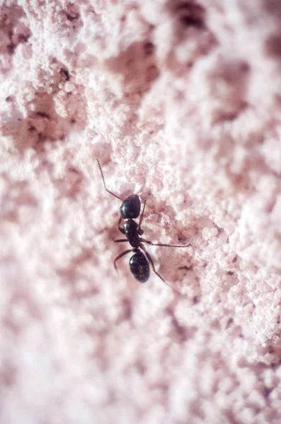 Černý Mravenec Blízký Mravenčí Hmyz — Stock fotografie