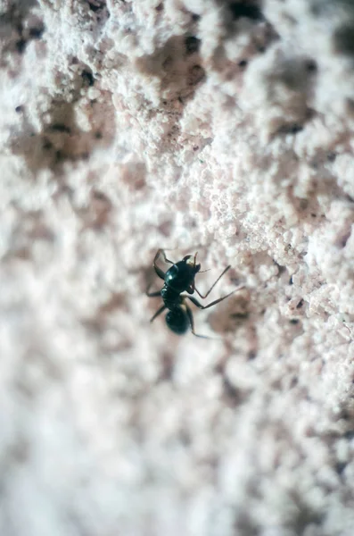 Semut Hitam Close Semut Serangga — Stok Foto