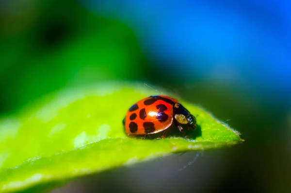 Ledybug Ladybug Una Hoja Verde Insecto Ledybird —  Fotos de Stock