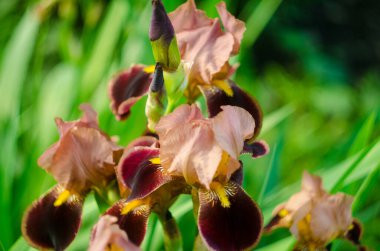 Çiçekli süsen çiçekleri, menekşe süsen çiçekleri, süsen çiçekleri.