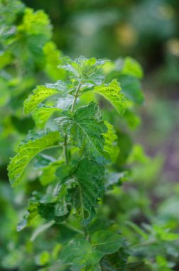 Doğada nane şekeri, yakın plan yeşil nane.