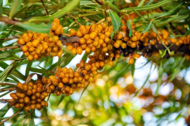 Deniz dikenleri, olgun deniz dikenleri.
