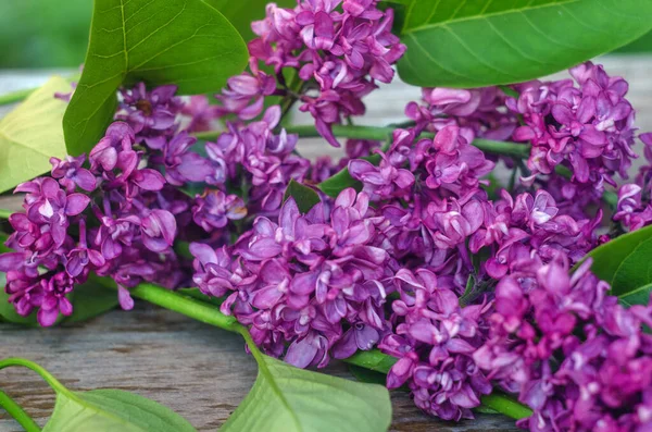 Floração Lilás Roxo Raminho Lilás Roxo Fundo Madeira Flores Lilás — Fotografia de Stock