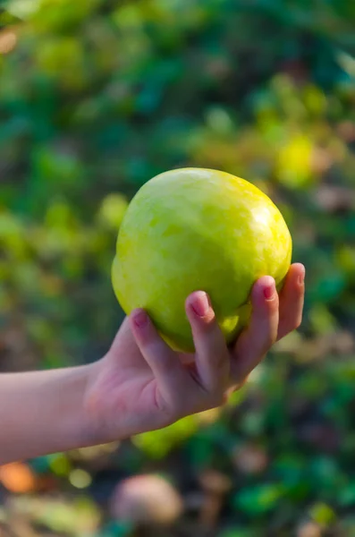 big yellow apple in a child\'s hand, apple